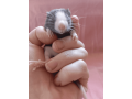 super-cute-baby-fancy-rats-25-small-2