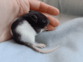 super-cute-baby-fancy-rats-25-small-3