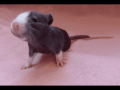 super-cute-baby-fancy-rats-25-small-0