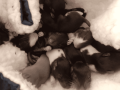 super-cute-baby-fancy-rats-25-small-5