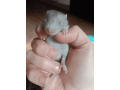 super-cute-baby-fancy-rats-25-small-4