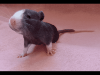 Super Cute Baby Fancy Rats $25