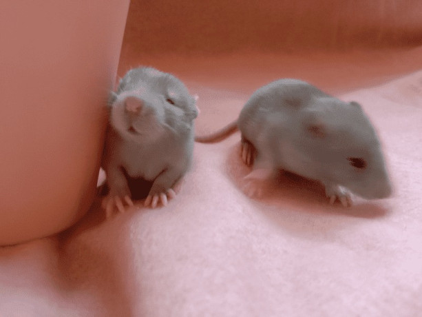 super-cute-baby-fancy-rats-25-big-1