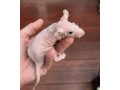 variety-of-fancy-pet-rats-ready-now-small-3