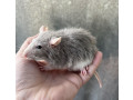 variety-of-fancy-pet-rats-ready-now-small-2