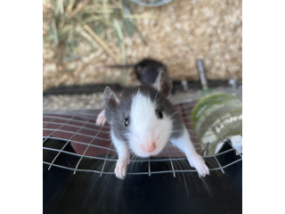 Variety of Fancy Pet Rats - Ready Now