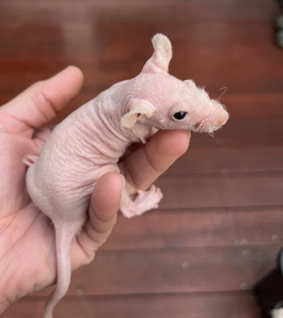 variety-of-fancy-pet-rats-ready-now-big-3
