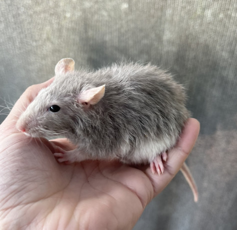 variety-of-fancy-pet-rats-ready-now-big-2