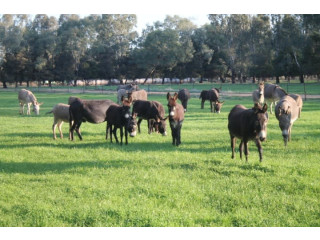 Donkeys Breeding Herd Forsale