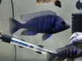 cichlids-for-sale-small-1