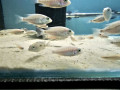 cichlids-for-sale-small-5