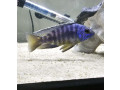 cichlids-for-sale-small-0