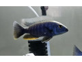 cichlids-for-sale-small-6