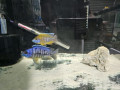 cichlids-for-sale-small-3