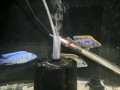 cichlids-for-sale-small-8