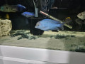 cichlids-for-sale-small-2