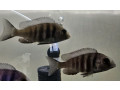 cichlids-for-sale-small-7