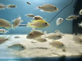 cichlids-for-sale-small-4