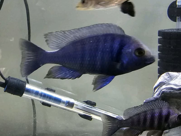 cichlids-for-sale-big-1