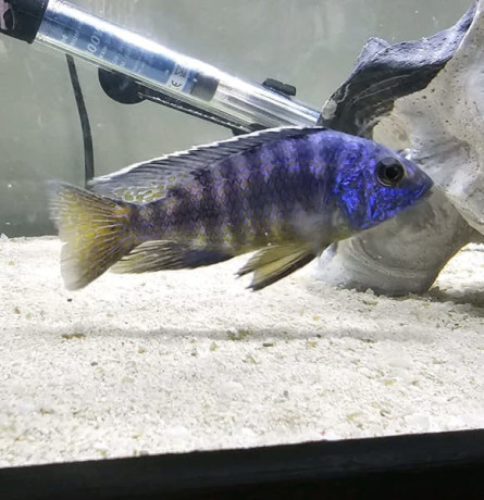 cichlids-for-sale-big-0