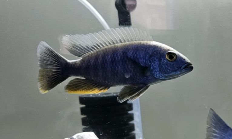 cichlids-for-sale-big-6