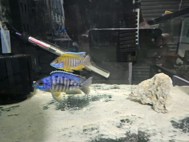 cichlids-for-sale-big-3