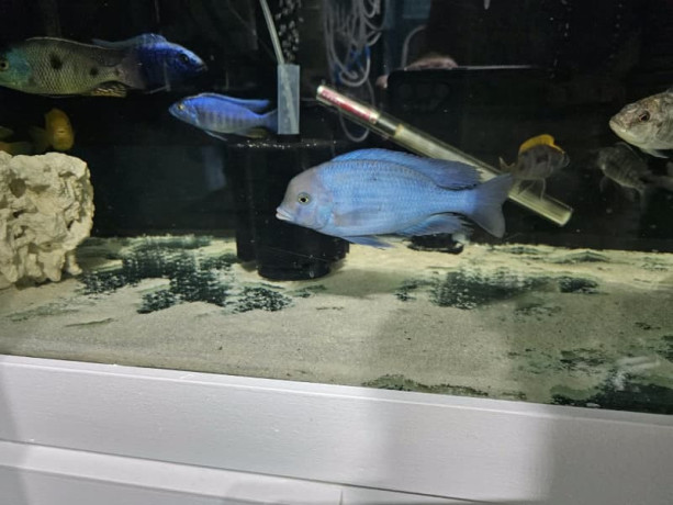 cichlids-for-sale-big-2