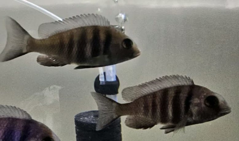 cichlids-for-sale-big-7