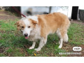 purebred-border-collie-15-years-old-small-3