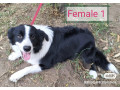 purebred-border-collie-15-years-old-small-0