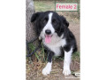 purebred-border-collie-15-years-old-small-4