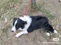 purebred-border-collie-15-years-old-small-1