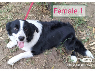 Purebred Border collie 1.5 years old