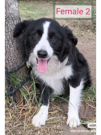 purebred-border-collie-15-years-old-big-4