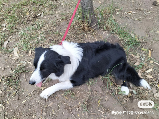 purebred-border-collie-15-years-old-big-1
