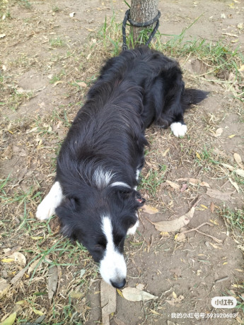 purebred-border-collie-15-years-old-big-5