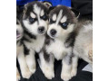 pure-breed-siberian-husky-puppies-small-0