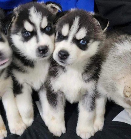 pure-breed-siberian-husky-puppies-big-0
