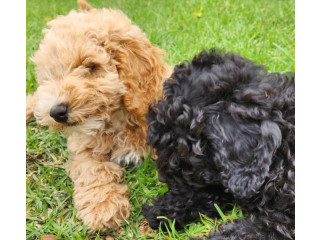 Finest Purebred Mini Poodles! DNA Clear. 2 left! Must go this week!