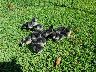 Australorp baby chickens $12