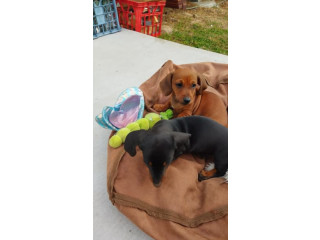 Purebred Miniature Dachshunds ONLY 2 LEFT