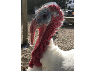 Turkeys and bantam roosters