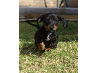 Purebred Miniature Dachshunds ONLY 1 LEFT