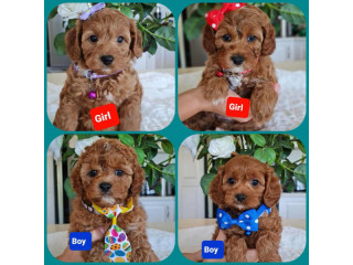 Dark Red/ Ruby Cavoodle Puppies 100% DNA clear-READY NOW