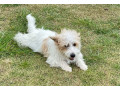 west-highland-terrier-x-jack-russell-small-7