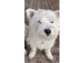 west-highland-terrier-x-jack-russell-small-8