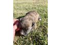 west-highland-terrier-x-jack-russell-small-2