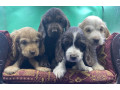 english-cocker-spaniel-male-pups-parents-dna-tested-small-0
