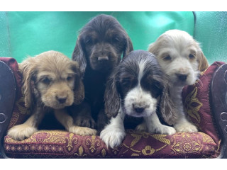 English cocker spaniel male pups parents dna tested