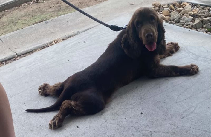 english-cocker-spaniel-male-pups-parents-dna-tested-big-7